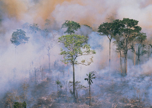 Image of a tropical rainforest that has been partially burned down.