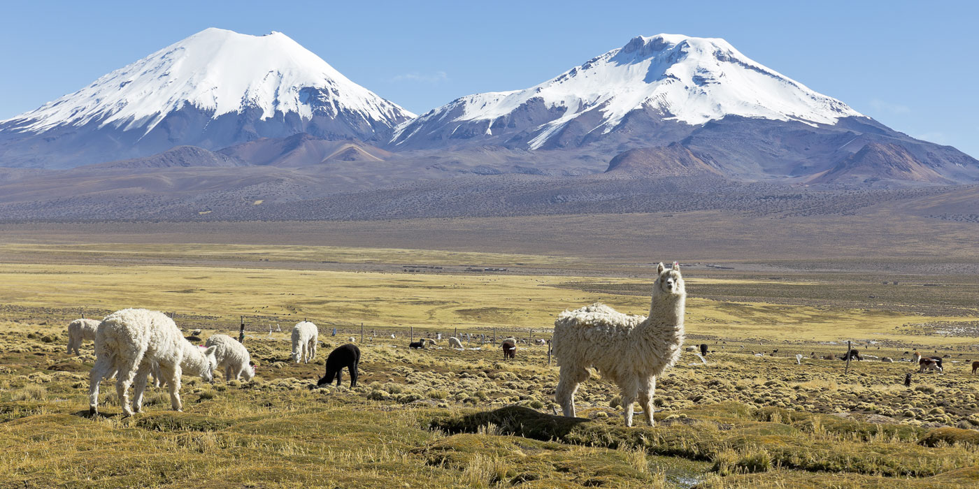 Two snow capped mountains with llamas graving in a pasture in front of them.