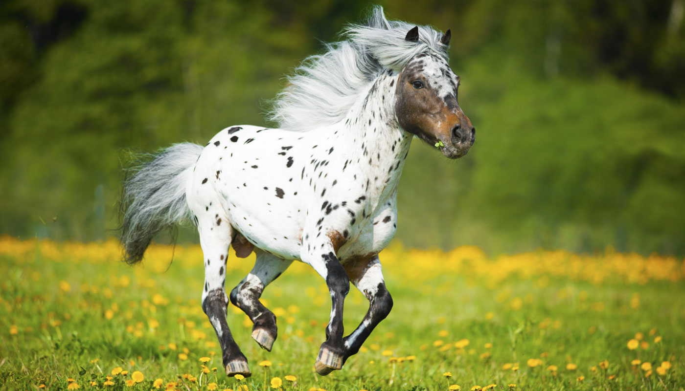 Spotted pony runs through a field.