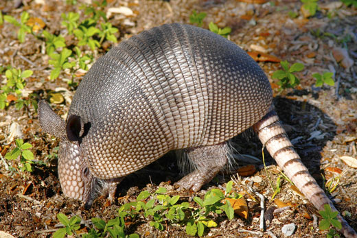 Armadillo digging in the ground.