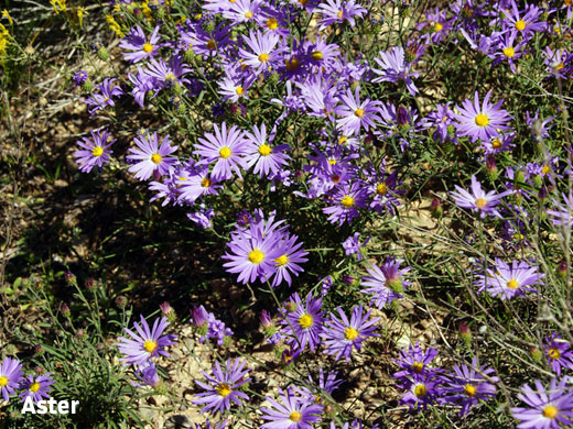 Cluster of aster growing close to the ground.