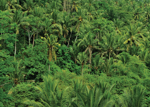 View of the tree canopy.