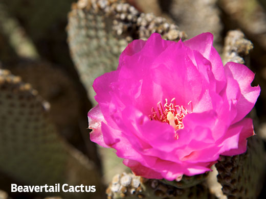 Beavertale cactus in bloom