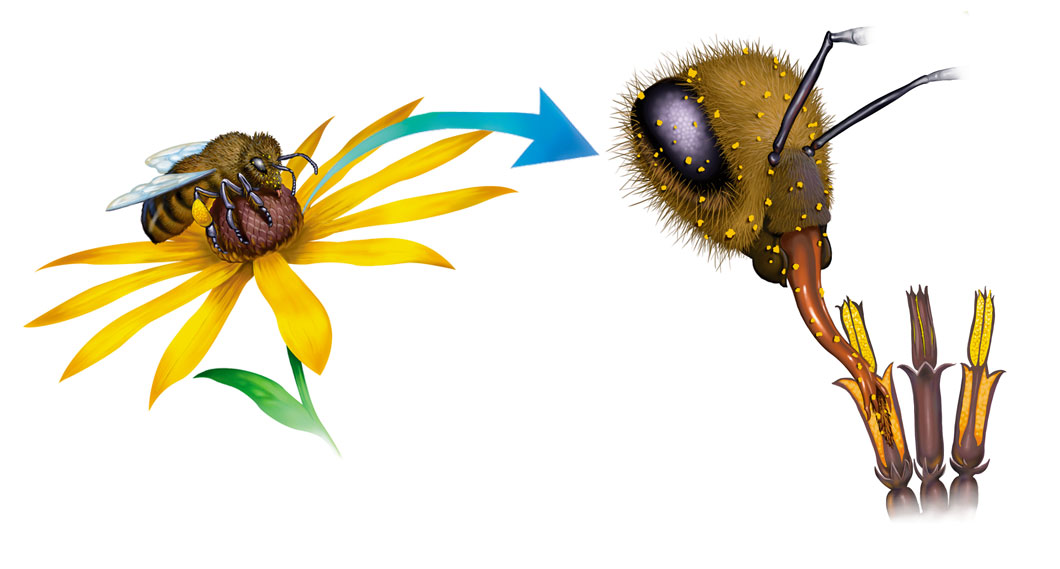 Hotspot animation of the anatomy of a flower.