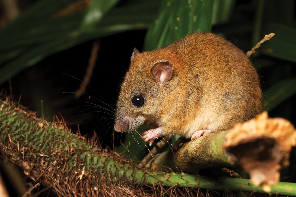 Mosiac-tailed rat sitting on a branch.