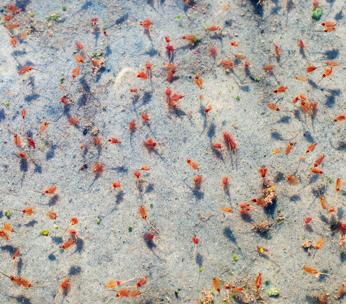 Brine shrimp swimming along the sandy bottom of Great Salt Lake.