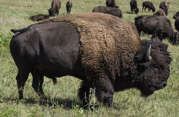 Herd of buffalo grazing in a field.