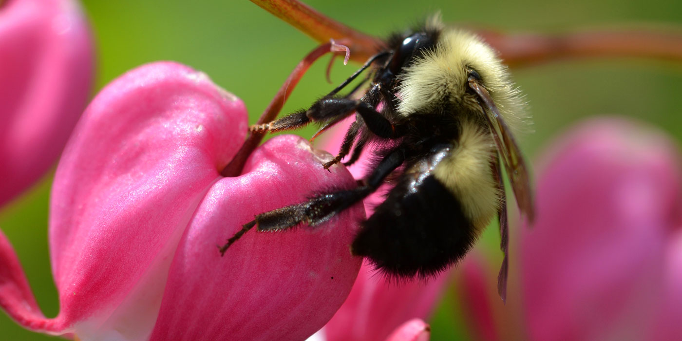 Bee sucking nectar through a hole in the base of a flower.