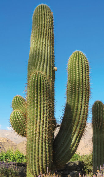 Large cactus