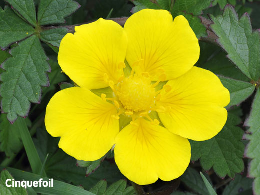 Cinquefoil flower