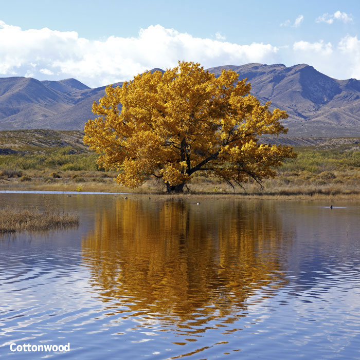 Single cottonwood tree growing by the edge of a lake.