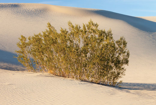 Creosote bush