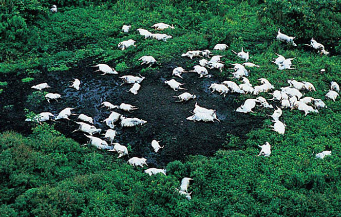Dead cows laying in a field.