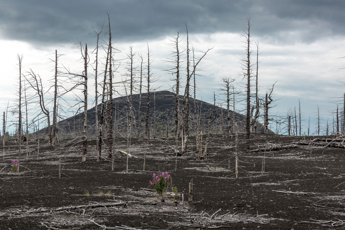 Destroyed forest with Mount Saint Helens in the distance.