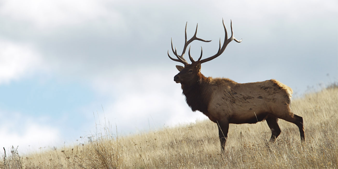 Large elk standing in a field of grass.