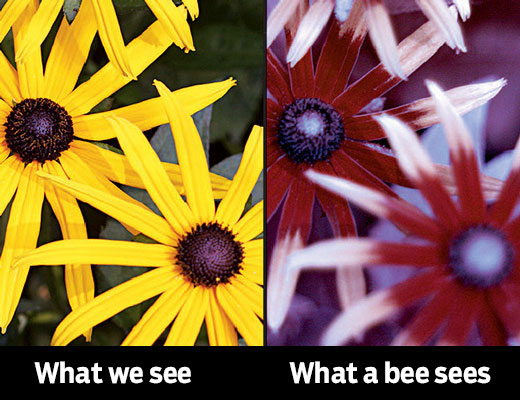 Two photos of the same flowers side-by-side. Humans see the flowers as yellow. Bees see them as a reddish purple.