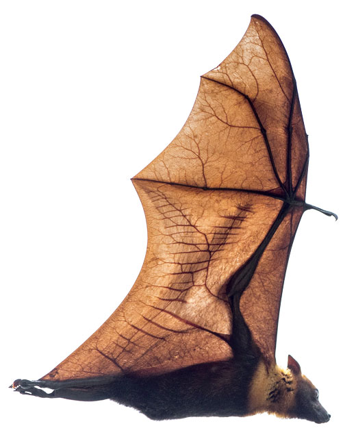 Long nose bat flying
