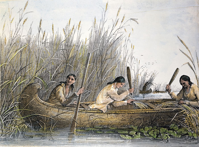 Three Native Americans in a canoe collecting reeds from the banks of a river. 