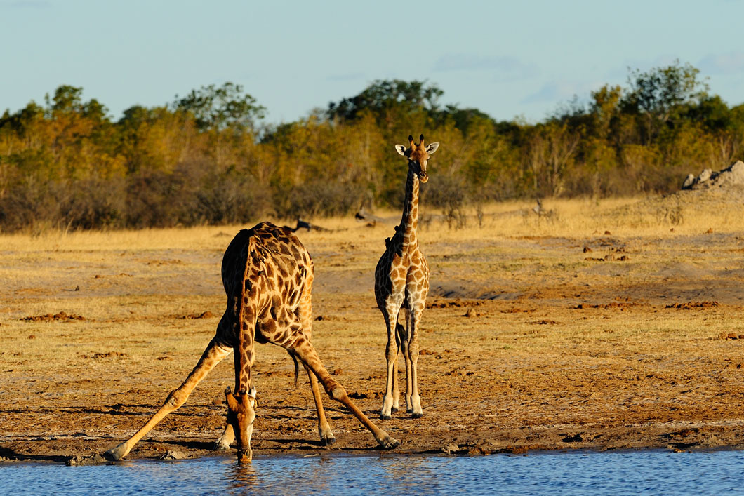 Giraffe bends down to drink from a pond by spreading its front legs.