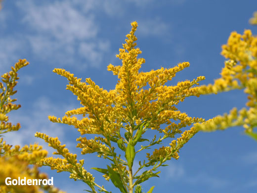 Goldenrod flowers
