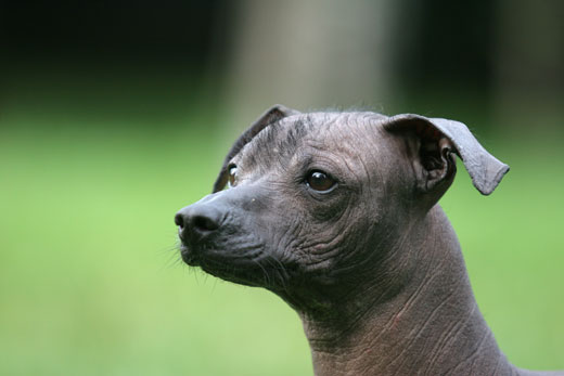 Hairless dog