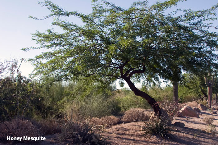 Honey Mesquite tree