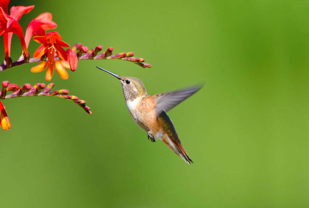Hummingbird hovering in the air near flowers.