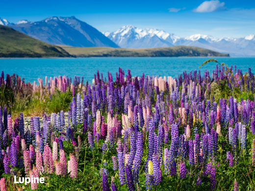 Lupine flowers growing in a field with a lake and mountains in the background.