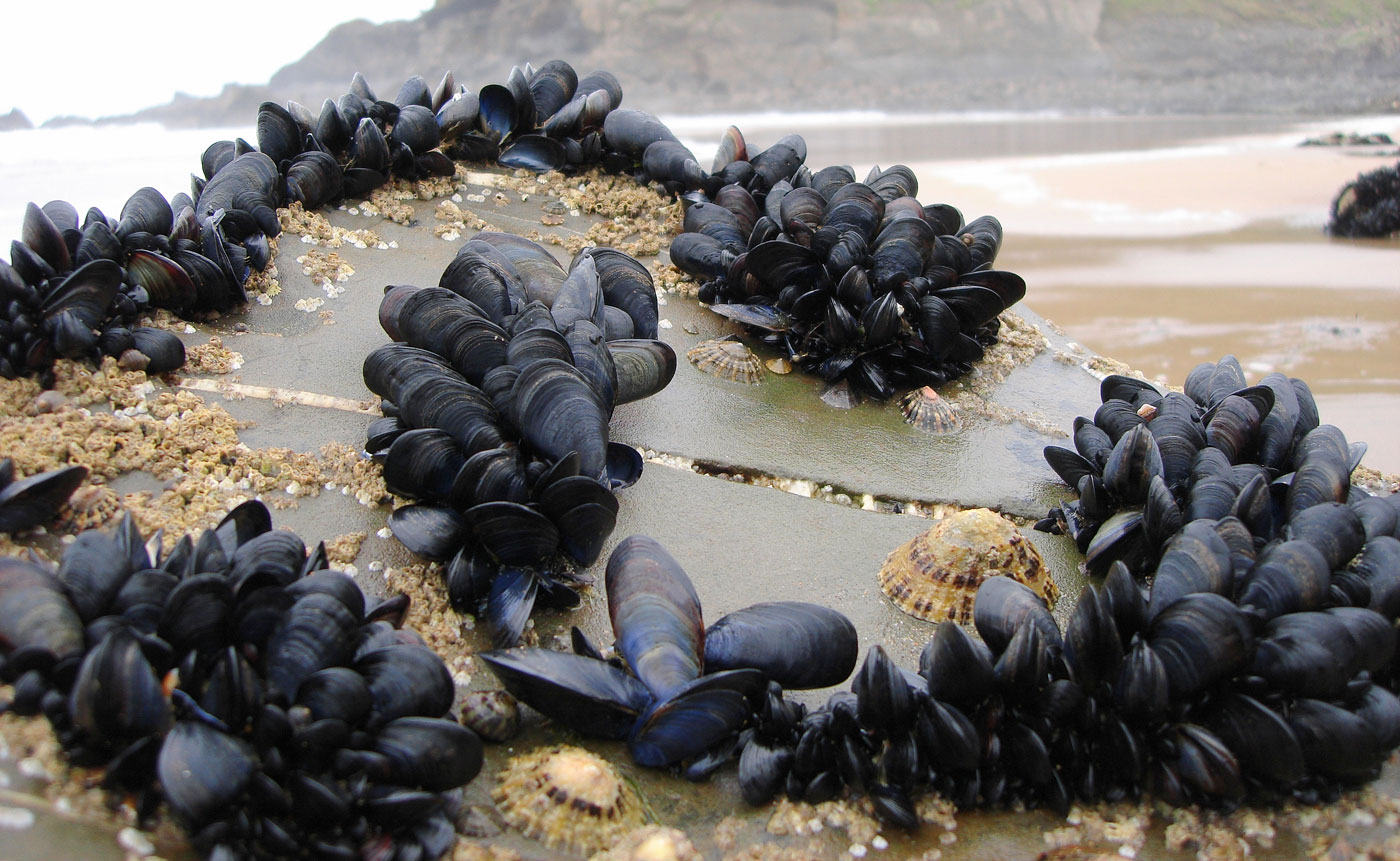 Colonies of mussels clinging to a rock.