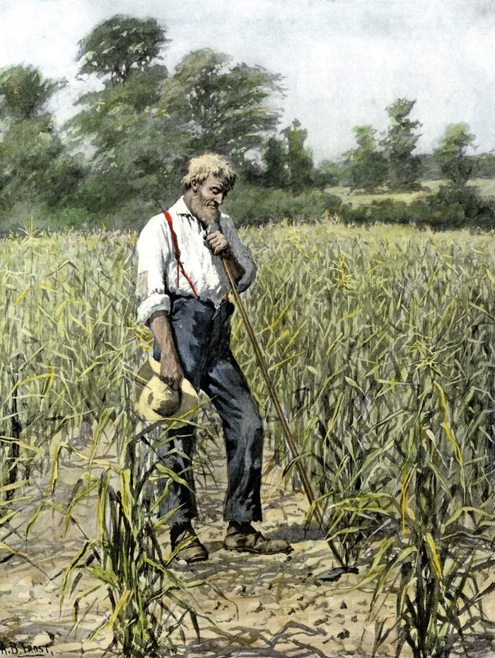 Farmer in a field of corn.