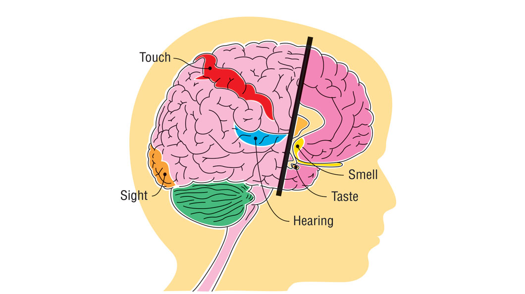 Every Sense The Senses | Kids Discover Online