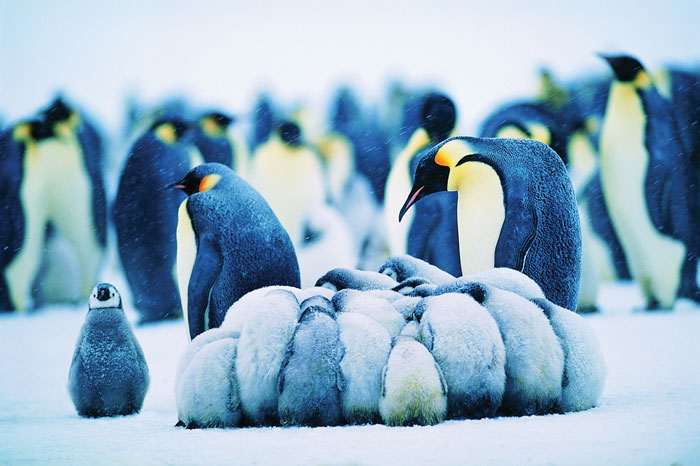 Group of emperor penguins in the snow. 