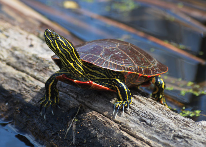 Painted turtle