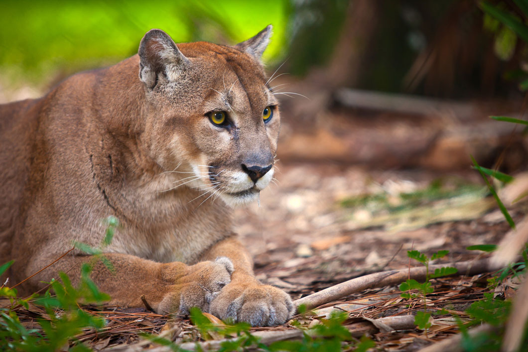 Florida panther lying on the ground.