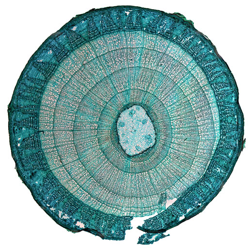 Cross section of a flower stem that has been stained blue.