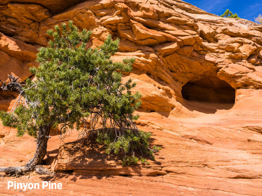 Single pinyon pine tree growing in a sandy soil in front of a cave.