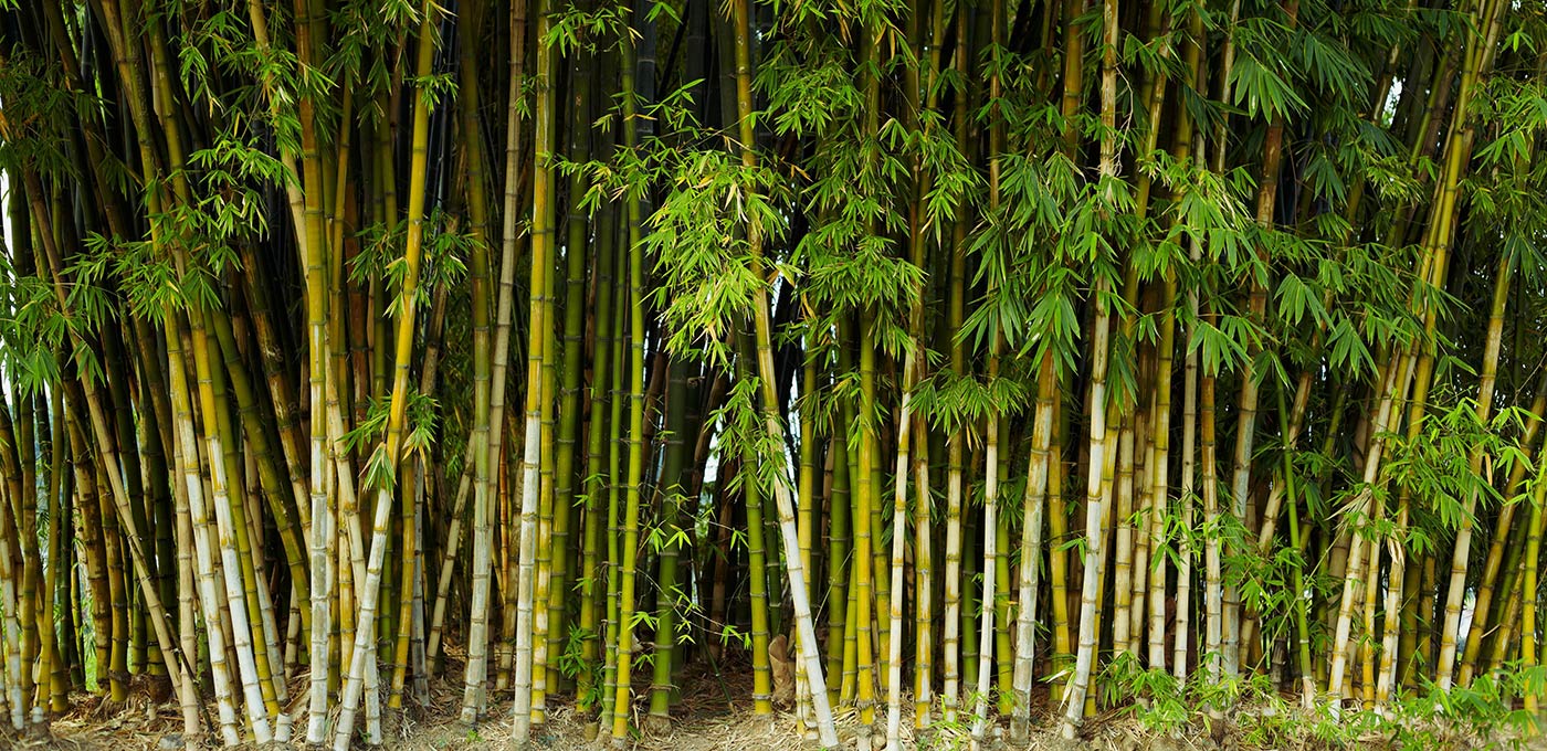 Forest of bamboo looking like trees with wooden stems.