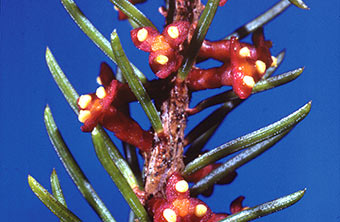 Plant with tubular flowers that shoot seeds.