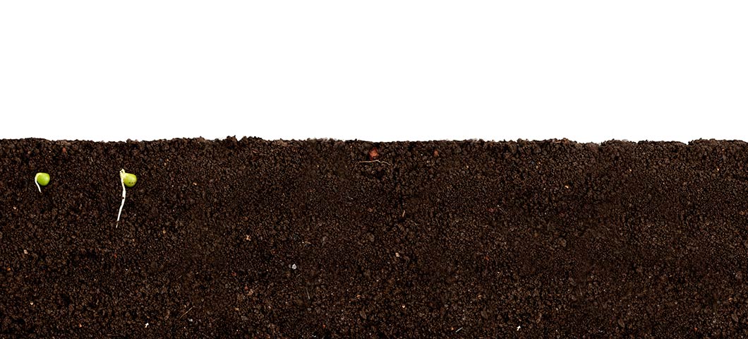 Stem of the plant growing, pushing the leaf higher in the soil.