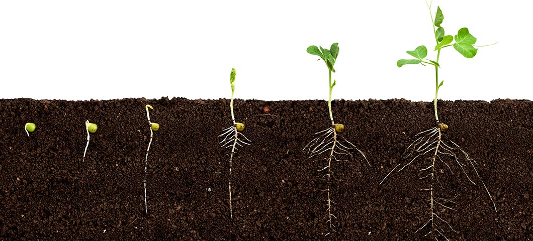 Plant is now aboveground with several leaves formed and the roots have grown far down into the soil.