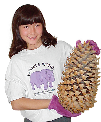 Girl holding a large pine cone that is about two feet tall.