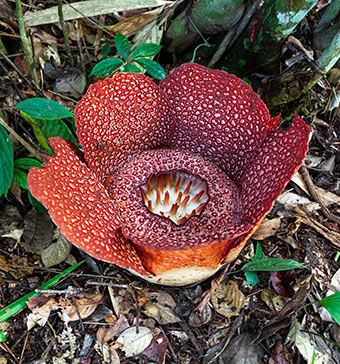 Large rafflesia flower in bloom.