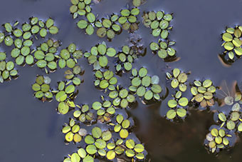 Leaves of a tiny duckweed plant form clusters in the water.