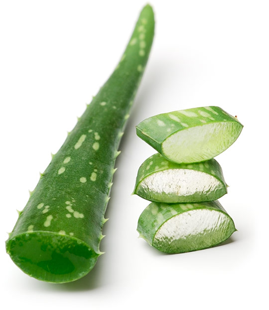 Aloe vera plant, showing the gel that oozes out when it is cut open.