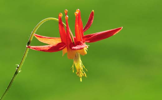 The flower of a columbine plant.