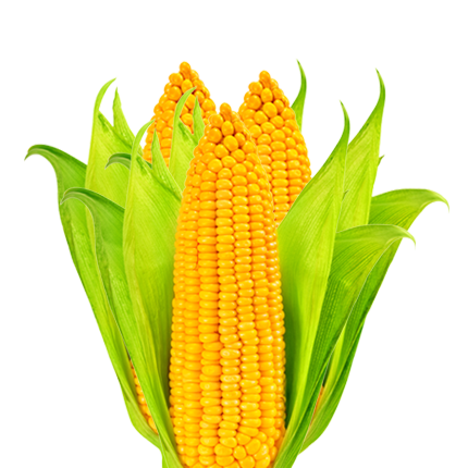 Ears of corn