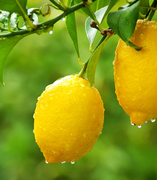 Two lemons on a tree branch.