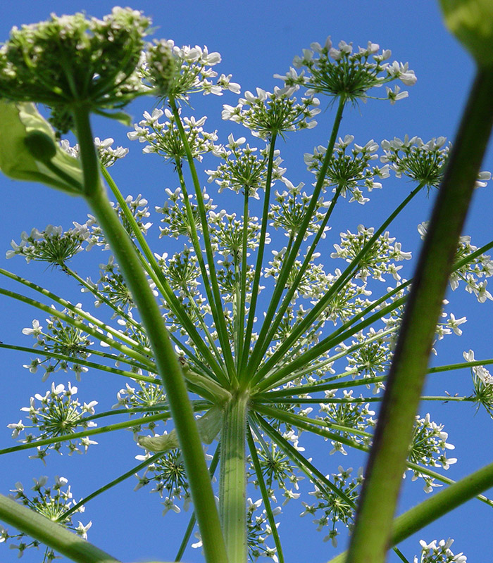 Cow parsnip plant showing its flowers and long stems.