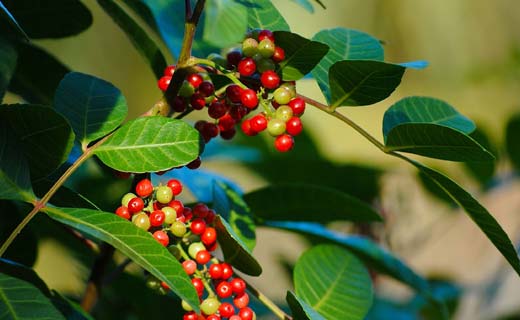 Seeds on a pepper tree