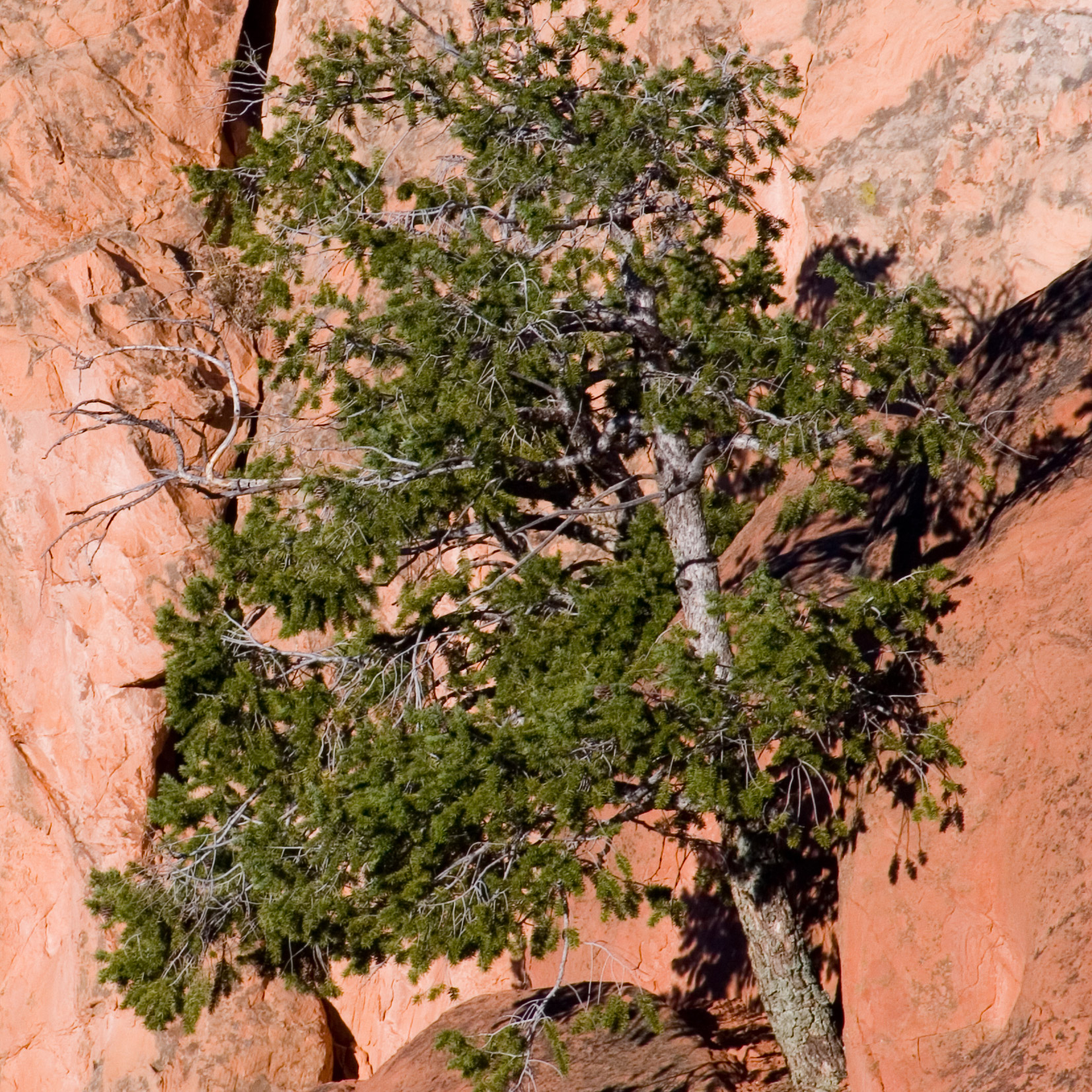 Pinion tree growing from a rocky cliff.